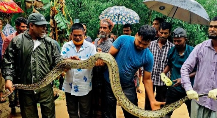 শ্রীমঙ্গলে বাড়ির আঙিনায় ৮ ফুট অজগর উদ্ধার